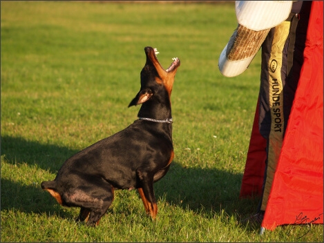 Training´s